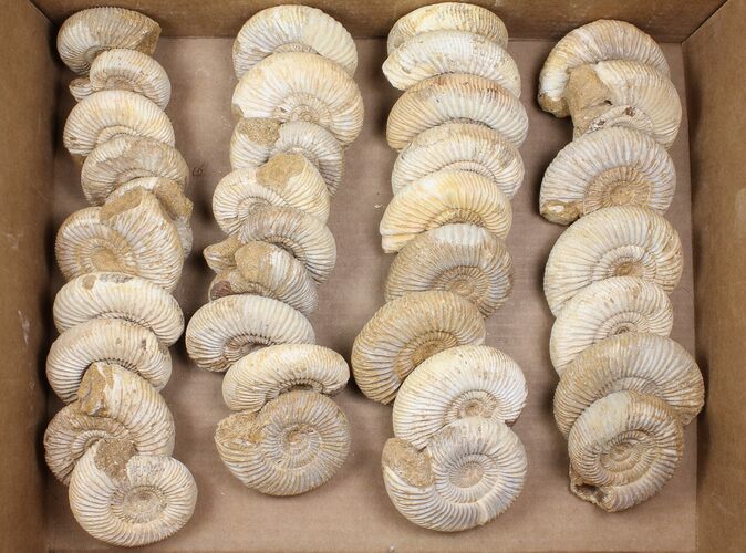 Lot: Lbs Perisphinctes Ammonite Fossils - Pieces #103888